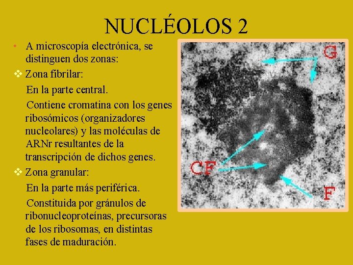 NUCLÉOLOS 2 • A microscopía electrónica, se distinguen dos zonas: Zona fibrilar: En la