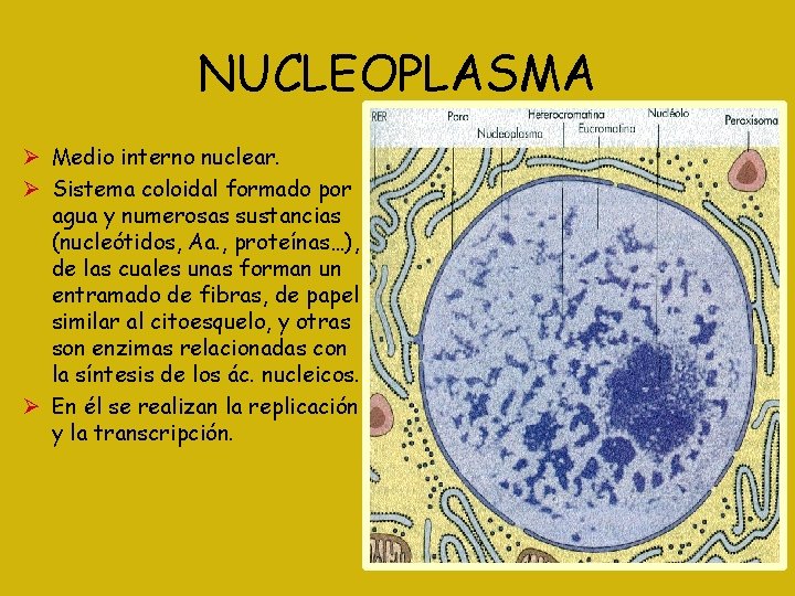 NUCLEOPLASMA Medio interno nuclear. Sistema coloidal formado por agua y numerosas sustancias (nucleótidos, Aa.