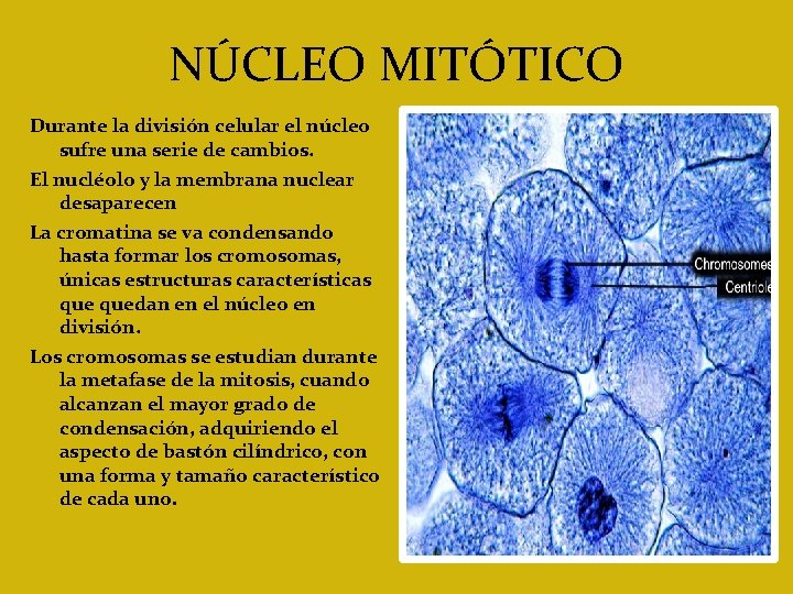 NÚCLEO MITÓTICO Durante la división celular el núcleo sufre una serie de cambios. El