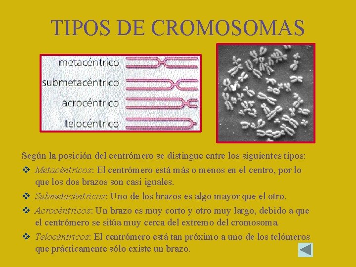 TIPOS DE CROMOSOMAS Según la posición del centrómero se distingue entre los siguientes tipos: