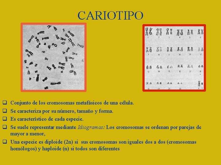 CARIOTIPO Conjunto de los cromosomas metafásicos de una célula. Se caracteriza por su número,