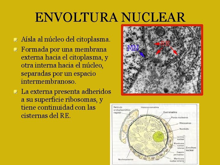 ENVOLTURA NUCLEAR Aísla al núcleo del citoplasma. Formada por una membrana externa hacia el