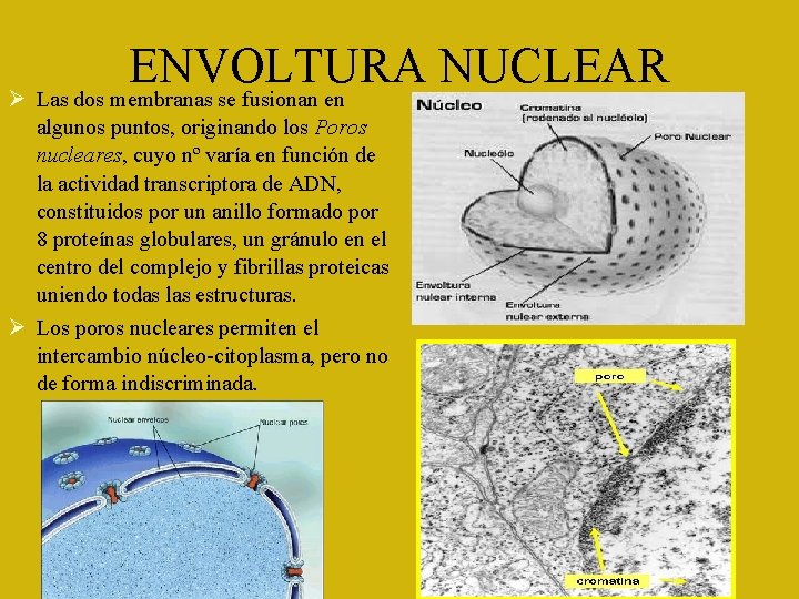 ENVOLTURA NUCLEAR Las dos membranas se fusionan en algunos puntos, originando los Poros nucleares,