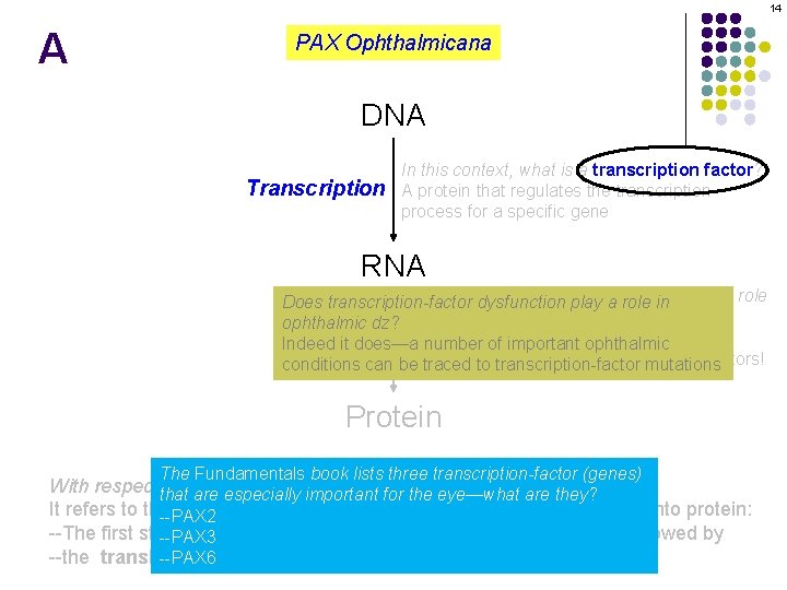 14 A PAX Ophthalmicana DNA Transcription In this context, what is a transcription factor?