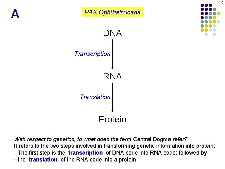 6 A PAX Ophthalmicana DNA Transcription RNA Translation Protein With respect to genetics, to