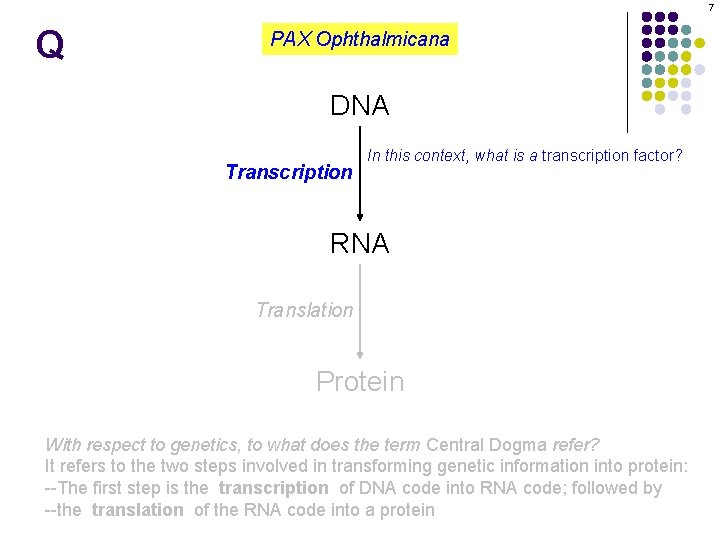 7 Q PAX Ophthalmicana DNA Transcription In this context, what is a transcription factor?