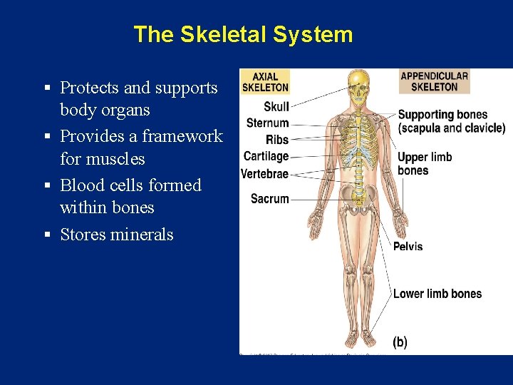 The Skeletal System § Protects and supports body organs § Provides a framework for