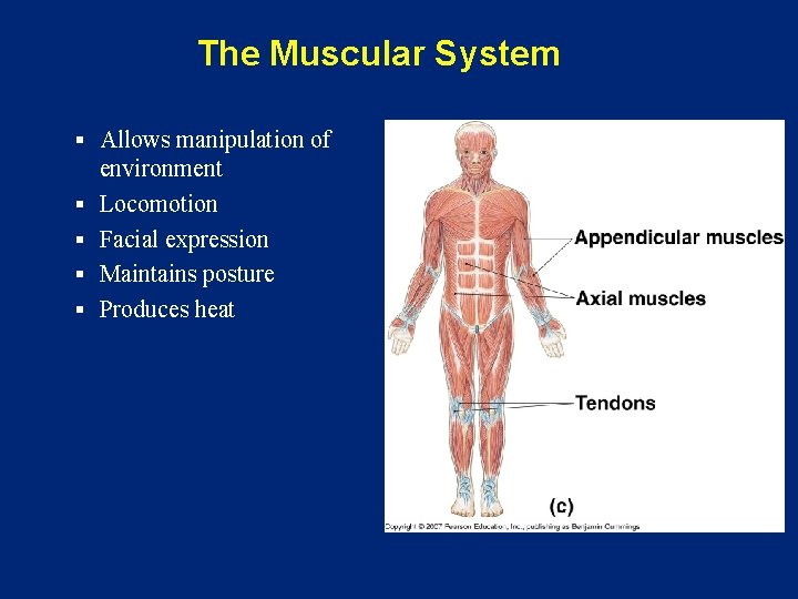 The Muscular System § Allows manipulation of § § environment Locomotion Facial expression Maintains