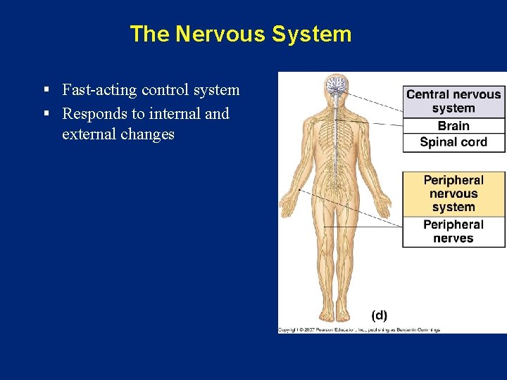 The Nervous System § Fast-acting control system § Responds to internal and external changes