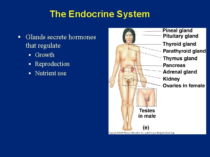 The Endocrine System § Glands secrete hormones that regulate § Growth § Reproduction §