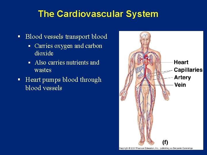 The Cardiovascular System § Blood vessels transport blood § Carries oxygen and carbon dioxide