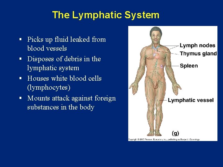 The Lymphatic System § Picks up fluid leaked from blood vessels § Disposes of