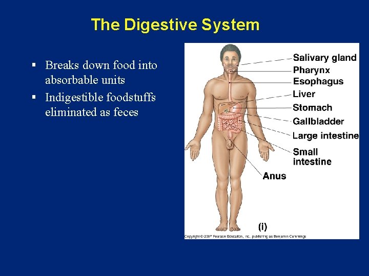 The Digestive System § Breaks down food into absorbable units § Indigestible foodstuffs eliminated