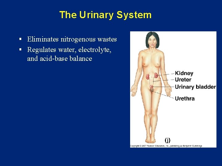 The Urinary System § Eliminates nitrogenous wastes § Regulates water, electrolyte, and acid-base balance