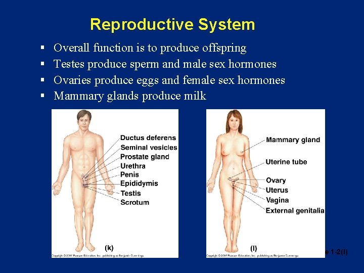 Reproductive System § § Overall function is to produce offspring Testes produce sperm and