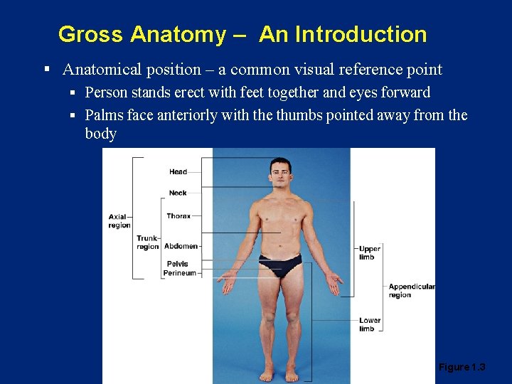 Gross Anatomy – An Introduction § Anatomical position – a common visual reference point