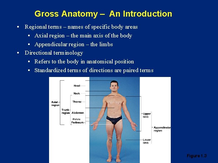 Gross Anatomy – An Introduction Regional terms – names of specific body areas §