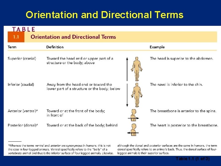 Orientation and Directional Terms Table 1. 1 (1 of 3) 