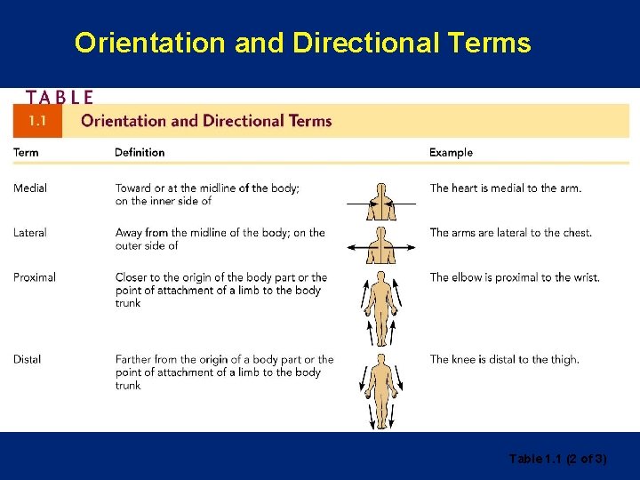 Orientation and Directional Terms Table 1. 1 (2 of 3) 