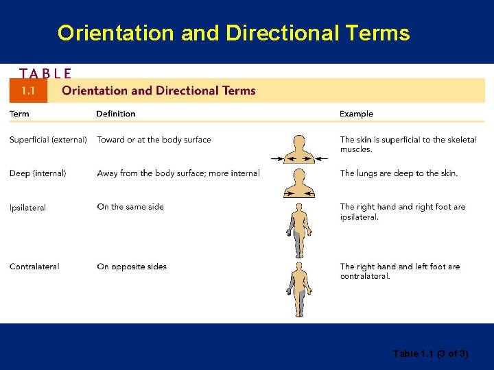 Orientation and Directional Terms Table 1. 1 (3 of 3) 