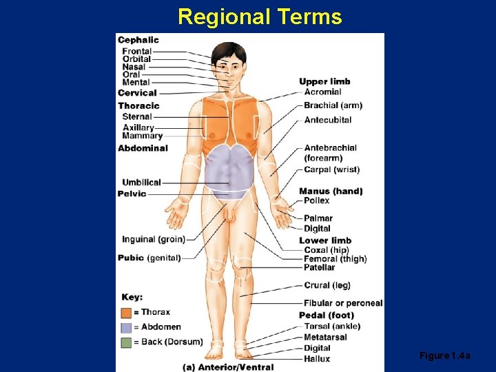 Regional Terms Figure 1. 4 a 