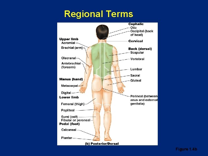 Regional Terms Figure 1. 4 b 