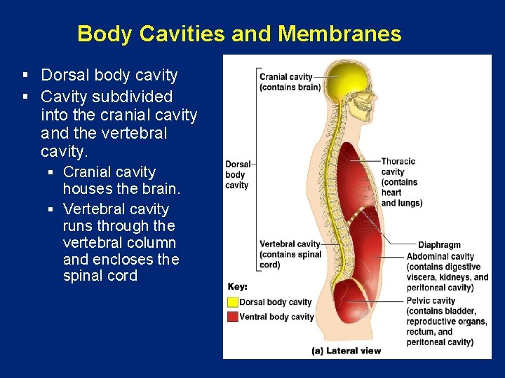 Body Cavities and Membranes § Dorsal body cavity § Cavity subdivided into the cranial