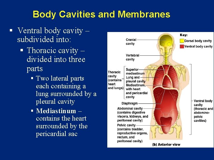 Body Cavities and Membranes § Ventral body cavity – subdivided into: § Thoracic cavity