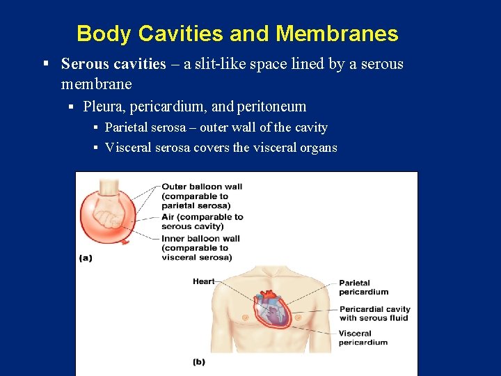 Body Cavities and Membranes § Serous cavities – a slit-like space lined by a