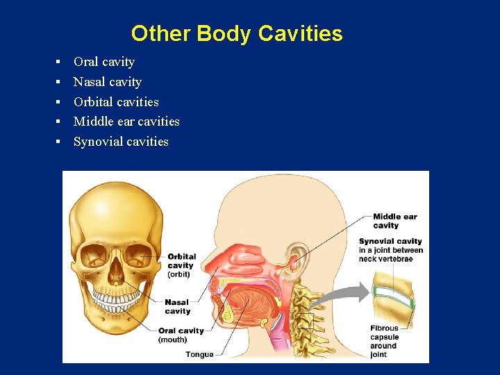 Other Body Cavities § § § Oral cavity Nasal cavity Orbital cavities Middle ear