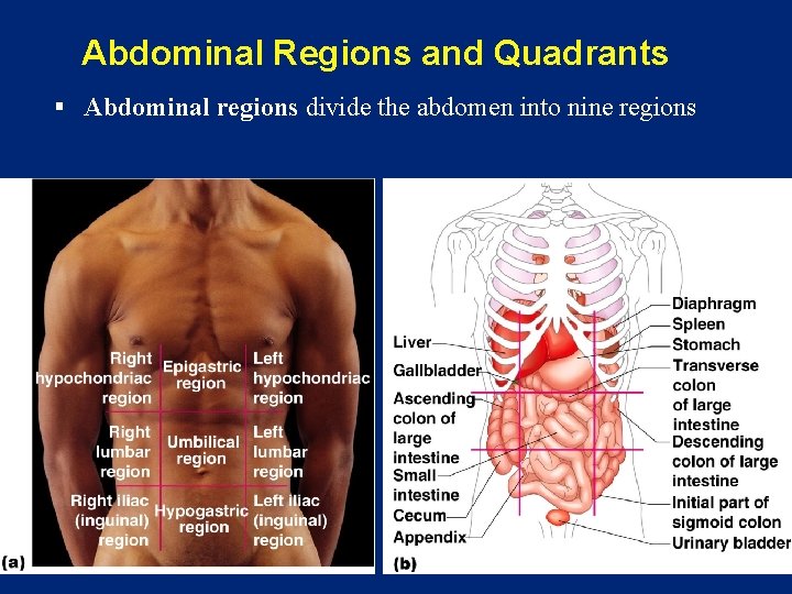 Abdominal Regions and Quadrants § Abdominal regions divide the abdomen into nine regions 