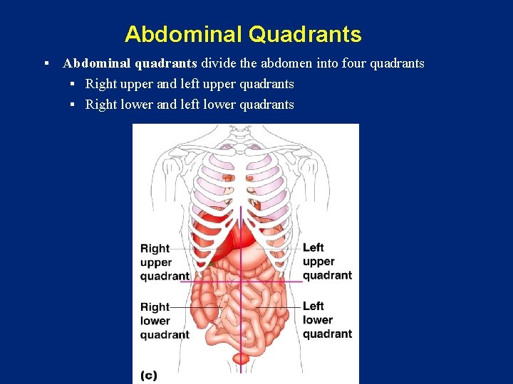 Abdominal Quadrants § Abdominal quadrants divide the abdomen into four quadrants § Right upper