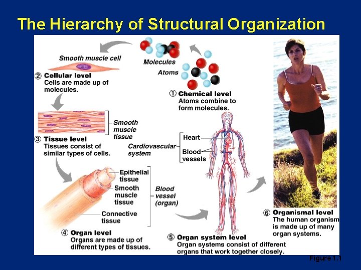 The Hierarchy of Structural Organization Figure 1. 1 