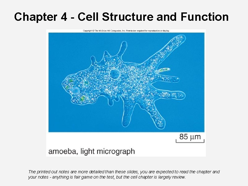 Chapter 4 - Cell Structure and Function The printed out notes are more detailed