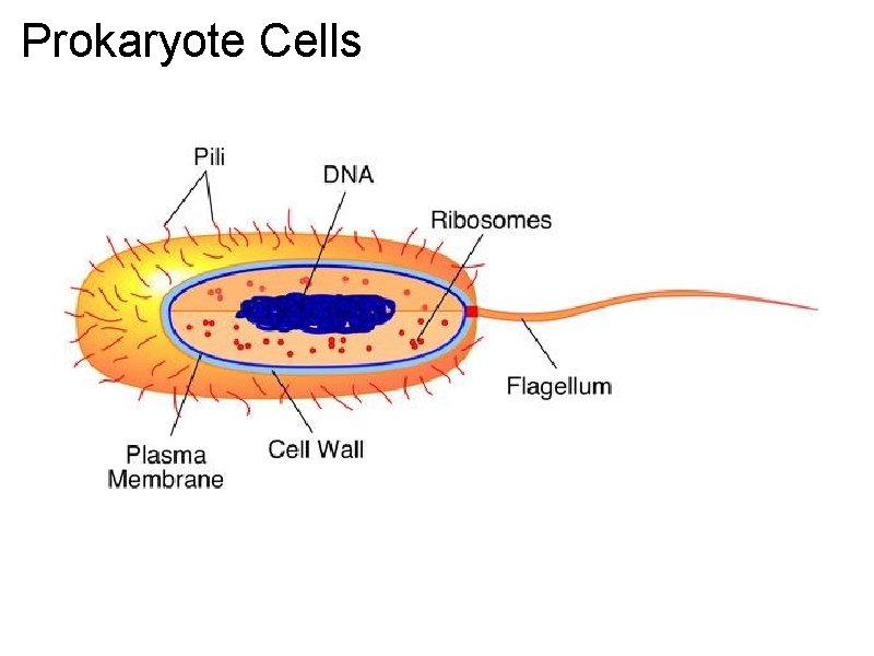 Prokaryote Cells 