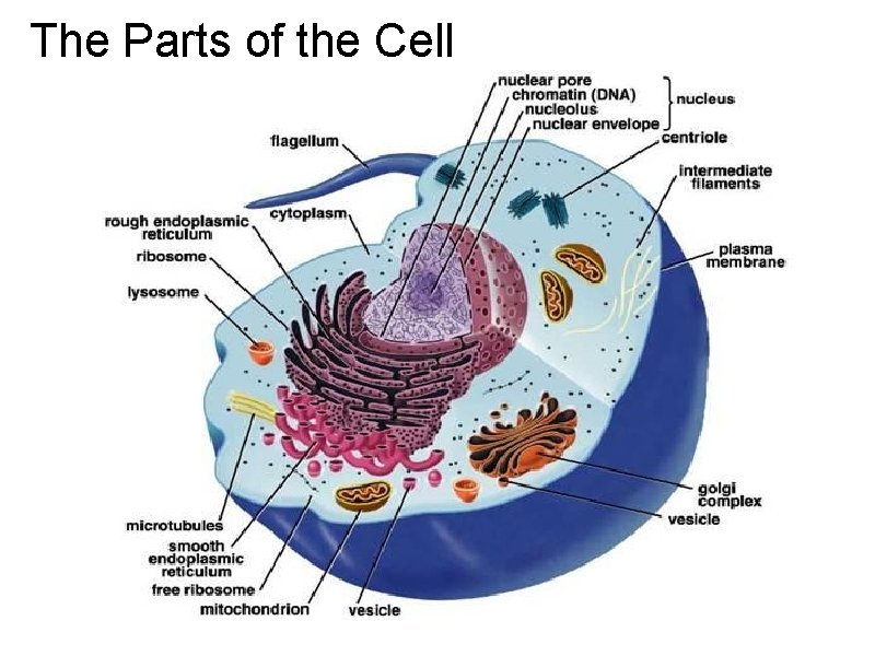 The Parts of the Cell 