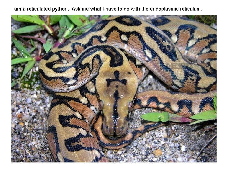 I am a reticulated python. Ask me what I have to do with the