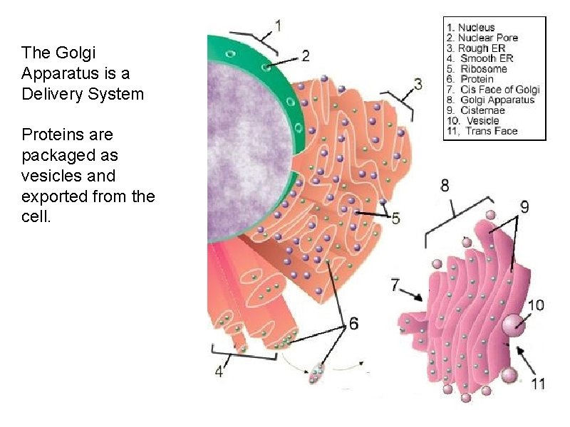 The Golgi Apparatus is a Delivery System Proteins are packaged as vesicles and exported