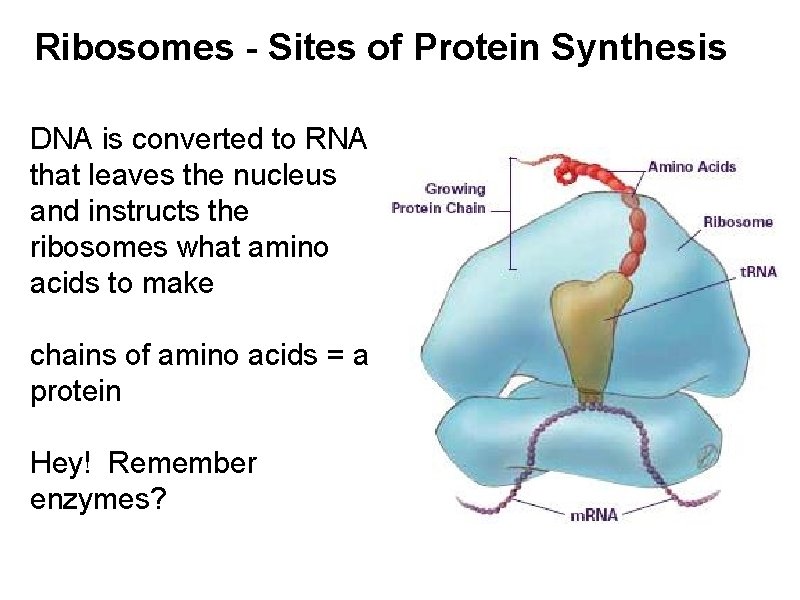 Ribosomes - Sites of Protein Synthesis DNA is converted to RNA that leaves the