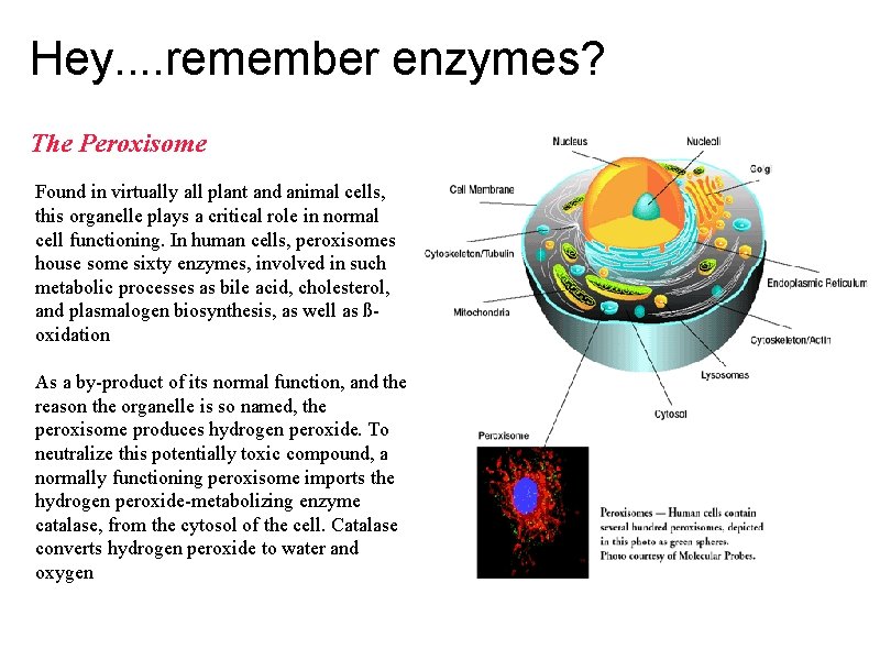 Hey. . remember enzymes? The Peroxisome Found in virtually all plant and animal cells,