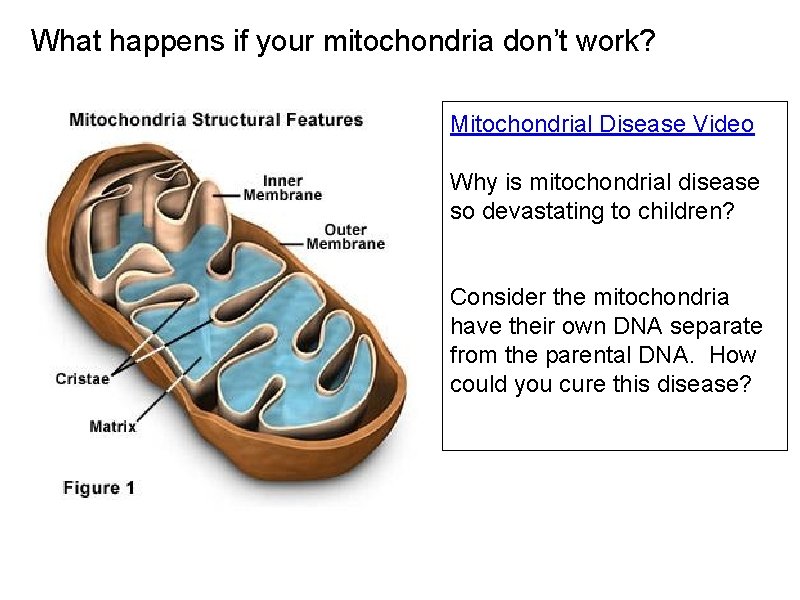 What happens if your mitochondria don’t work? Mitochondrial Disease Video Why is mitochondrial disease