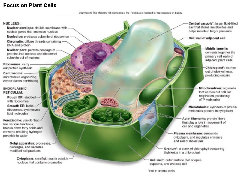 Focus on Plant Cells 