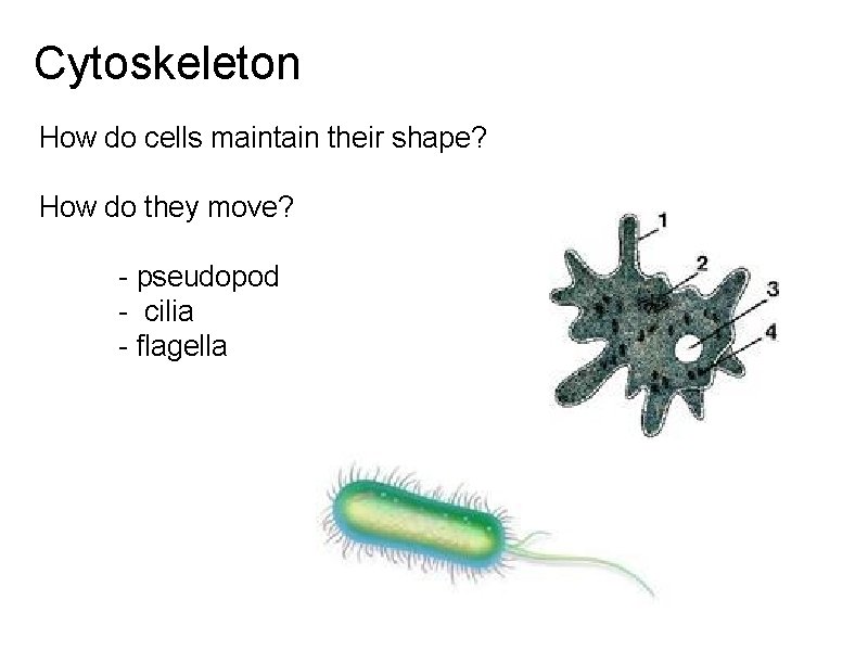 Cytoskeleton How do cells maintain their shape? How do they move? - pseudopod -