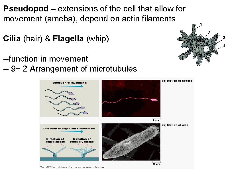 Pseudopod – extensions of the cell that allow for movement (ameba), depend on actin