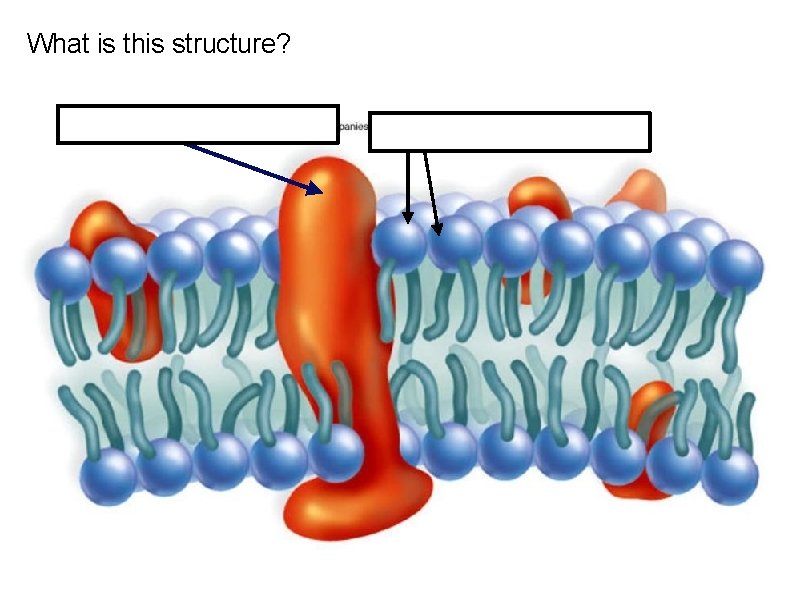 What is this structure? 