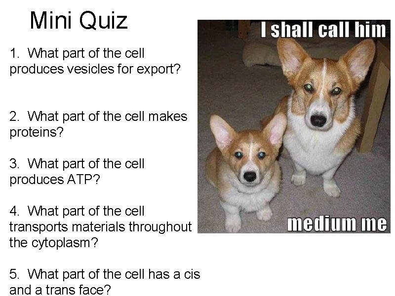 Mini Quiz 1. What part of the cell produces vesicles for export? 2. What