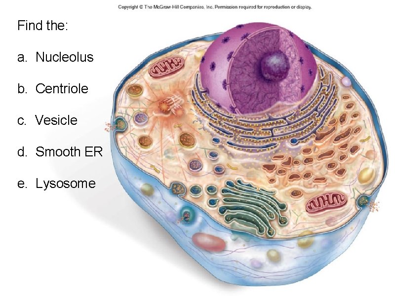 Find the: a. Nucleolus b. Centriole c. Vesicle d. Smooth ER e. Lysosome 