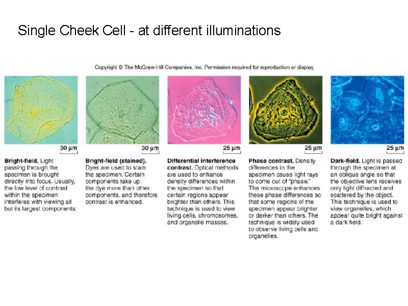 Single Cheek Cell - at different illuminations 