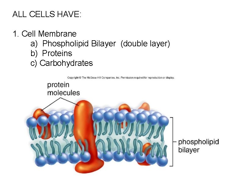 ALL CELLS HAVE: 1. Cell Membrane a) Phospholipid Bilayer (double layer) b) Proteins c)