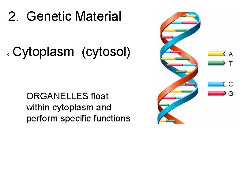 2. Genetic Material 3. Cytoplasm (cytosol) ORGANELLES float within cytoplasm and perform specific functions